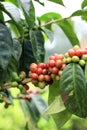 Coffee Plant Java Arabica, West Java, Indonesia