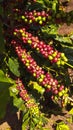 Coffee plantation farm in the interior of Brazil Royalty Free Stock Photo