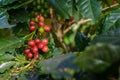 Coffee plant with ripe coffee beans
