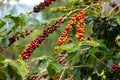 Coffee plant with seeds red and green.