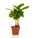 Coffee plant tree growing seedling in soil pile Royalty Free Stock Photo