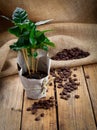 Coffee plant tree in paper packaging on sackcloth