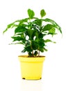 Coffee plant tree Royalty Free Stock Photo