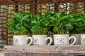 Coffee plant in a white mug on a display case of a farmers market. Fresh green sprout of coffee Royalty Free Stock Photo