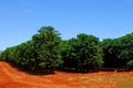 Coffee Plantation Royalty Free Stock Photo