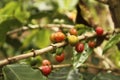 Coffee plantation in the Andean valleys