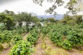 Coffee plantation bajo boquete province Chiriqui Panama Royalty Free Stock Photo