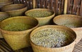 Coffee plantation in Bali . Coffee beans. Kopi Luwak, Bali, indonesia Royalty Free Stock Photo