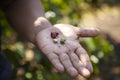 Coffee Plantation, Boquete, Panama17 Royalty Free Stock Photo