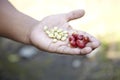 Coffee Plantation, Boquete, Panama5