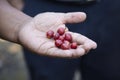 Coffee Plantation, Boquete, Panama. Royalty Free Stock Photo