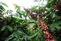 Coffee Plantation in Brazil Royalty Free Stock Photo