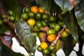 Coffee plantation with colorful fruits