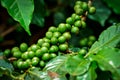 Coffee plantation with colorful fruits