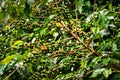 Coffee plantation with colorful fruits