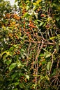 Coffee plantation with colorful fruits