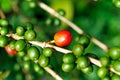 Coffee plantation with colorful fruits