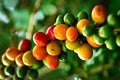 Coffee plantation with colorful fruits