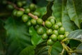 Coffee plantation with colorful fruits