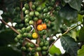 Coffee plantation with colorful fruits