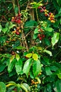 Coffee plantation with colorful fruits
