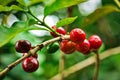 Coffee plantation with colorful fruits