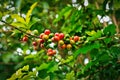 Coffee plantation with colorful fruits