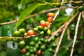 Coffee plantation with colorful fruits