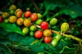 Coffee plantation with colorful fruits