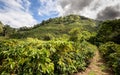 Coffee plantation in Costa Rica in the Orosi Valley Royalty Free Stock Photo