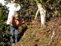 Coffee plantation Guatemala 11 Royalty Free Stock Photo