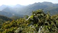 Coffee plantation Guatemala 12 Royalty Free Stock Photo