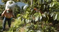 Coffee plantation Guatemala 22 Royalty Free Stock Photo