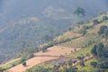 Coffee plantation Guatemala Royalty Free Stock Photo