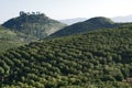 Coffee plantation in Guatemala Royalty Free Stock Photo