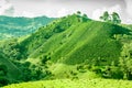 Coffee Plantation in Jerico Colombia Royalty Free Stock Photo