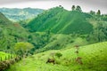 Coffee Plantation in Jerico Colombia Royalty Free Stock Photo