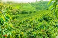 Coffee Plantation in Jerico, Colombia