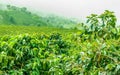 Coffee Plantation in Jerico, Colombia