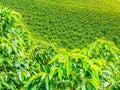 Coffee Plantation in Jerico, Colombia Royalty Free Stock Photo