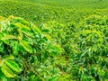 Coffee Plantation in Jerico, Colombia Royalty Free Stock Photo