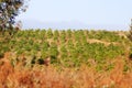 Coffee plantation, Kenya Royalty Free Stock Photo