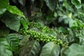 Coffee Plantation. Royalty Free Stock Photo
