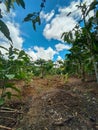 coffee plantation located in West Lampung