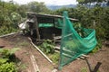 Coffee plantation in Moyobamba region in the Peruvian jungle.