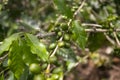 Coffee plantation in Moyobamba region in the Peruvian jungle.