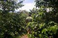 Coffee plantation in Moyobamba region in the Peruvian jungle.