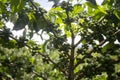 Coffee plantation in Moyobamba region in the Peruvian jungle.