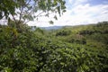 Coffee plantation in Moyobamba region in the Peruvian jungle.