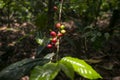 Coffee plantation in Moyobamba region in the Peruvian jungle.